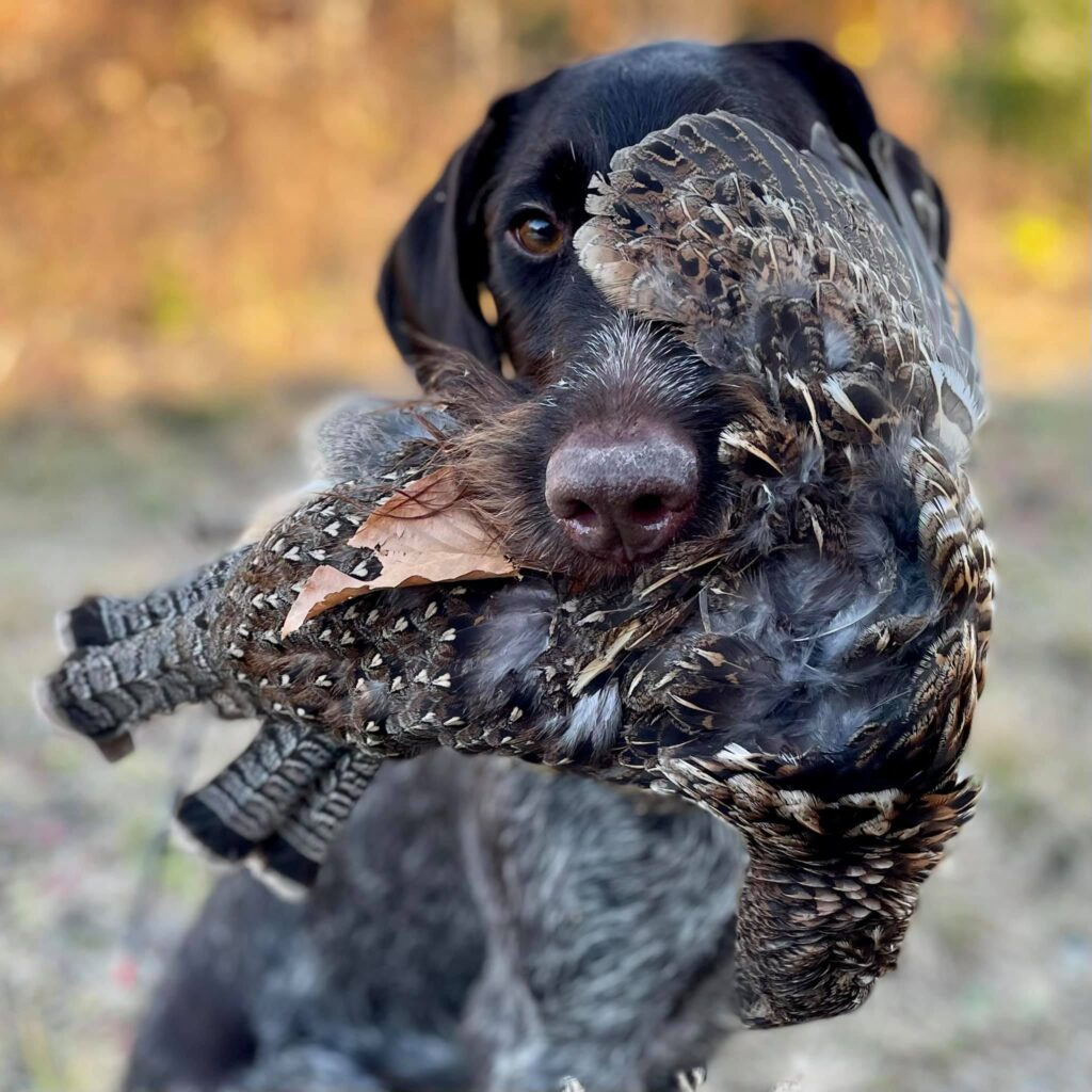 Bristol_Grouse